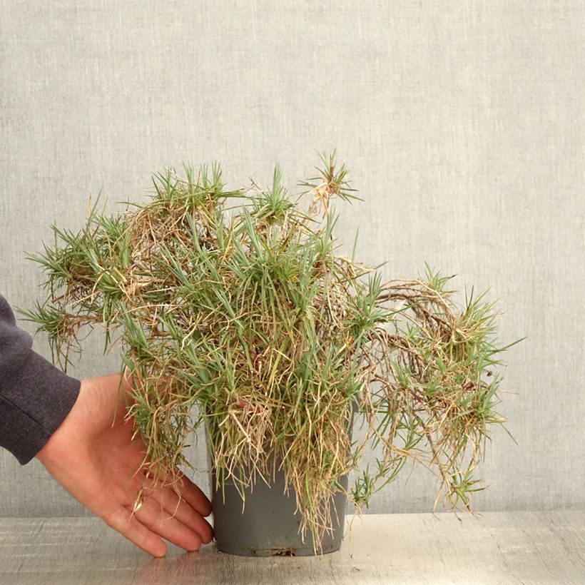 Dianthus plumarius Moulin Rouge (Pink Bicolour) - Oeillet mignardise Pot de 2L/3L sample as delivered in spring