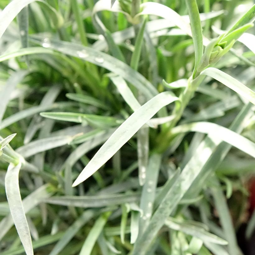 Dianthus plumarius Passion Hot Red (Foliage)