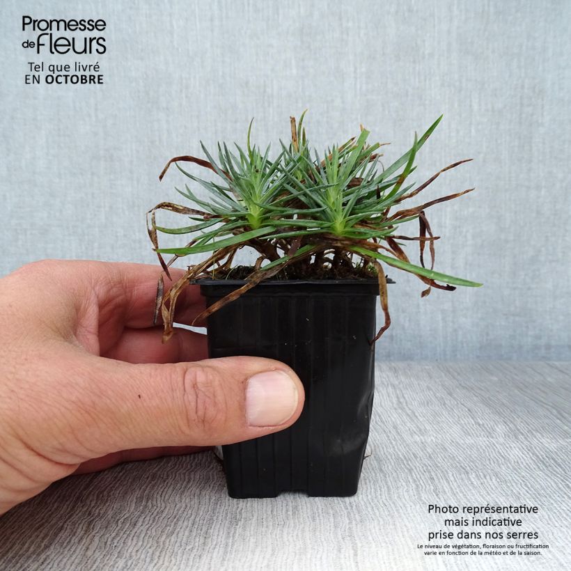 Dianthus plumarius Scent First Iced Gem 7/8 cm pot sample as delivered in autumn