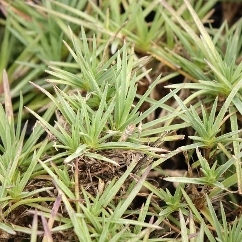 Dianthus plumarius Scent First Raspberry Sundae (Foliage)