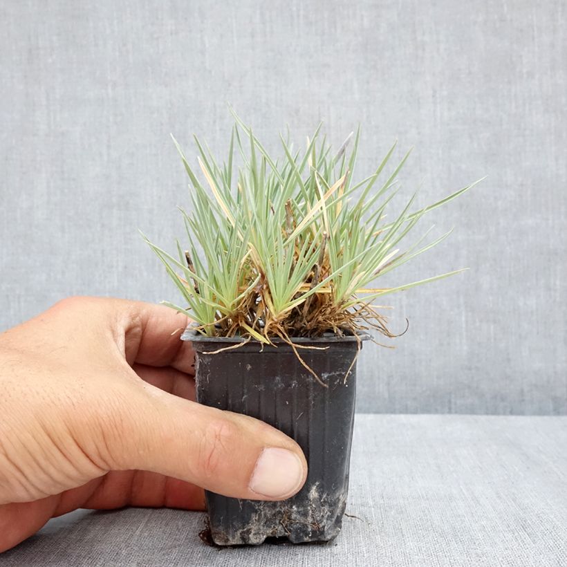 Dianthus WHETMAN STARS Pop Star 8/9 cm pot sample as delivered in summer