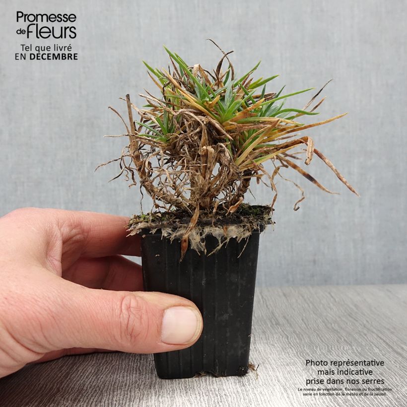 Dianthus plumarius Coral Reef 7/8 cm pot sample as delivered in autumn