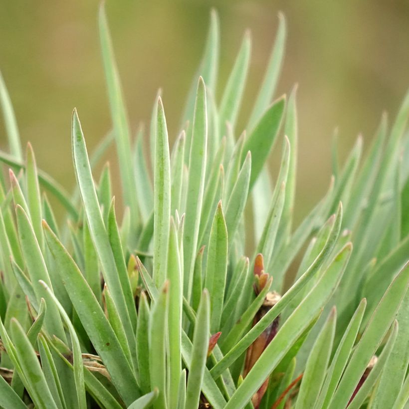 Dianthus plumarius Scent First Sugar Plum (Foliage)