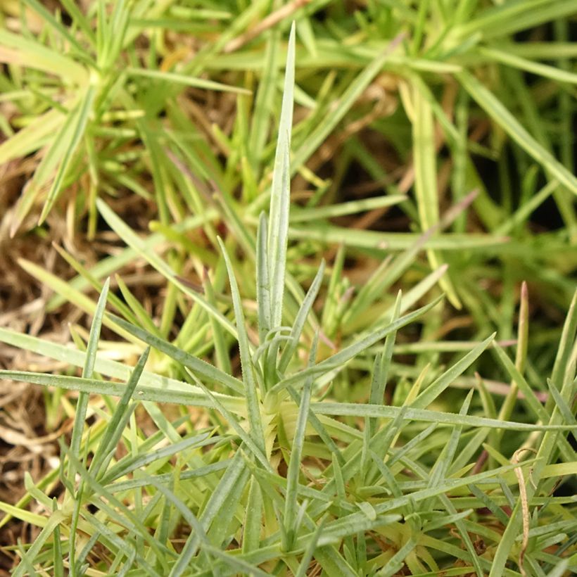 Dianthus spiculifolius (Foliage)