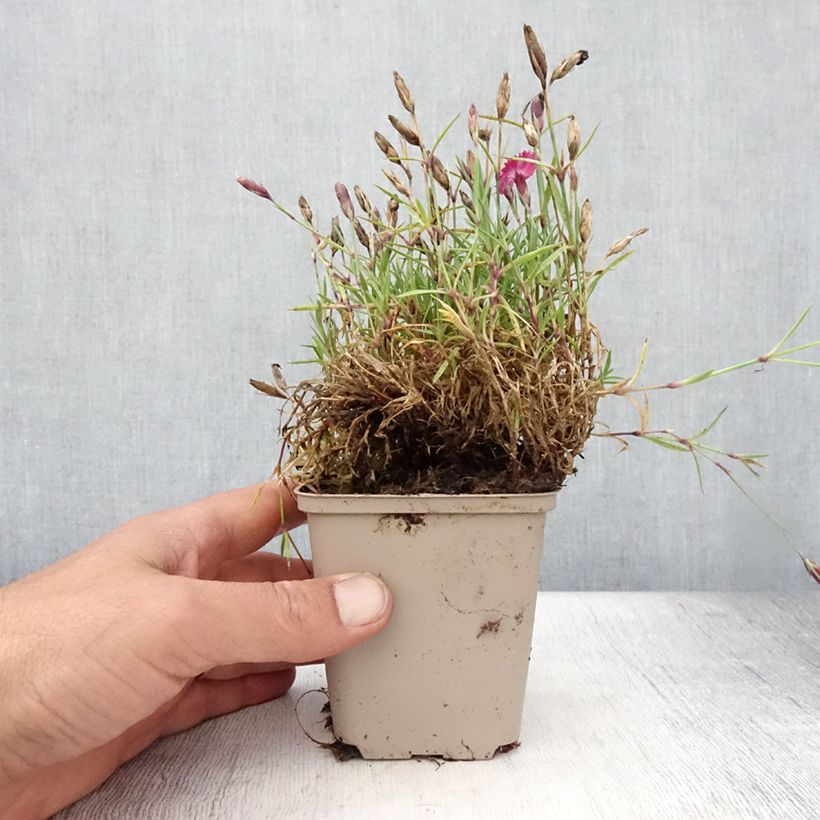 Dianthus Vivid Bright Light - Oeillet tapissant Godet de 8/9 cm sample as delivered in summer