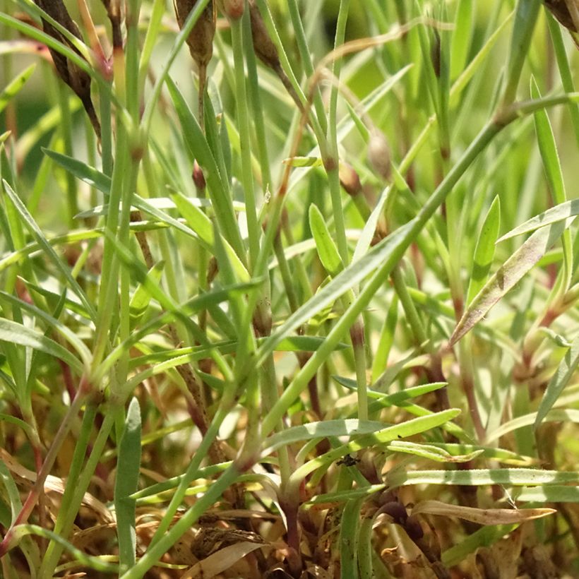 Dianthus Vivid Bright Light (Foliage)