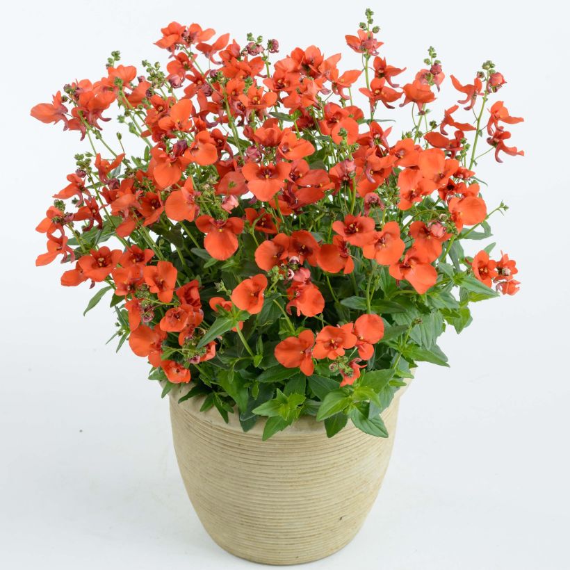 Diascia Breezee Plus Orange (Plant habit)