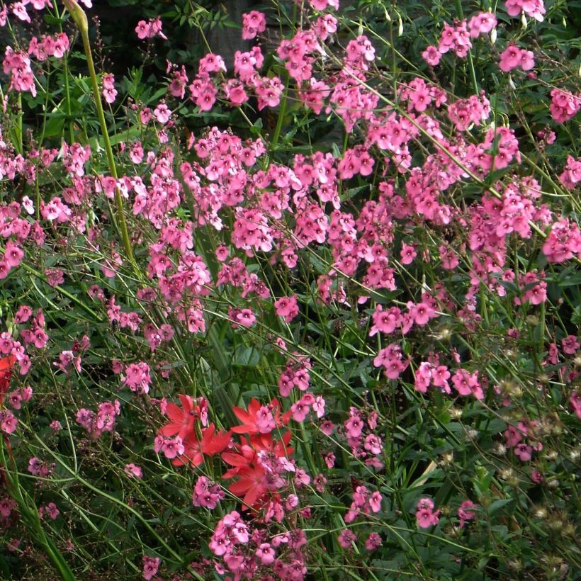 Diascia personata (Flowering)