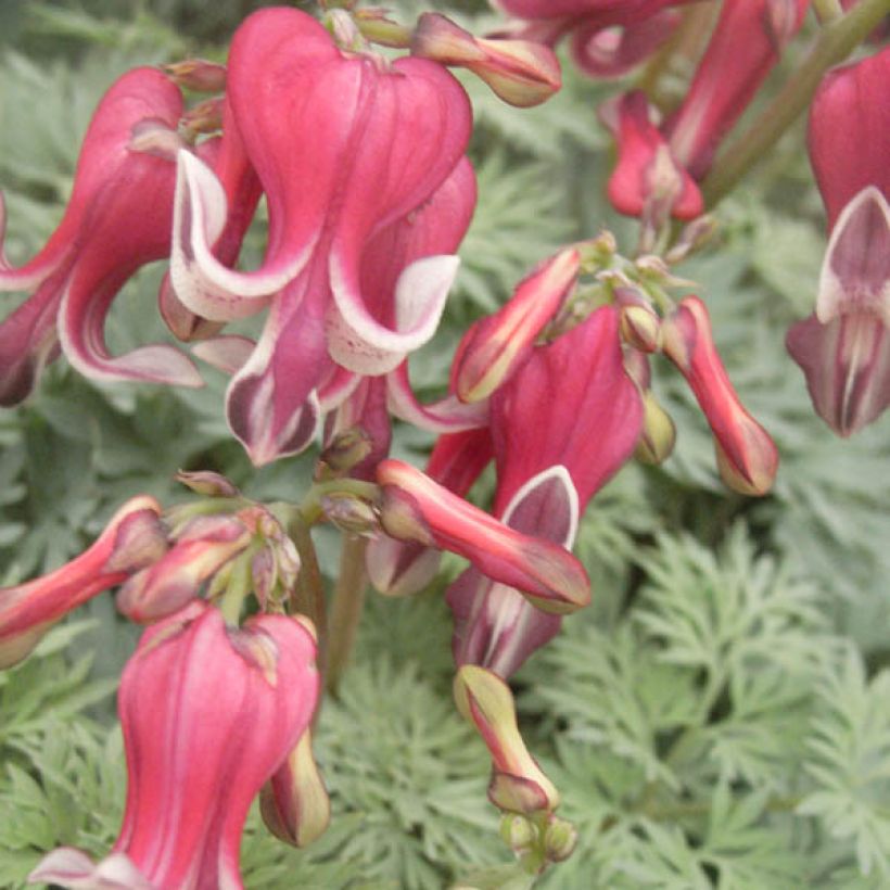Dicentra King of Hearts (Flowering)