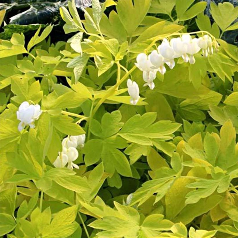 Dicentra spectabilis White Gold (Flowering)
