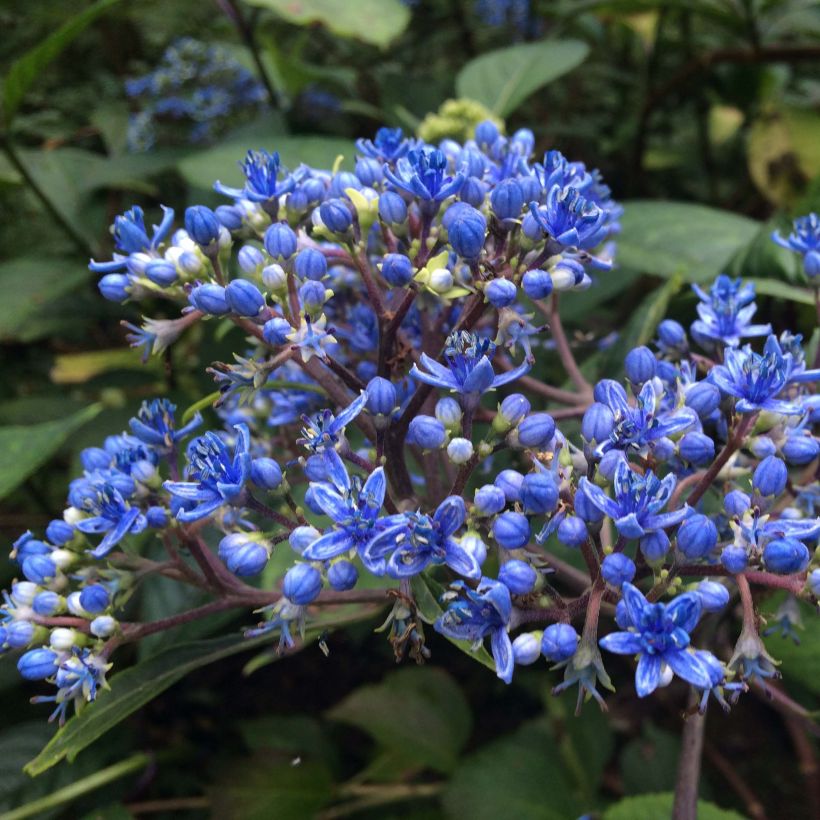 Dichroa x febrifuga Marie (Flowering)