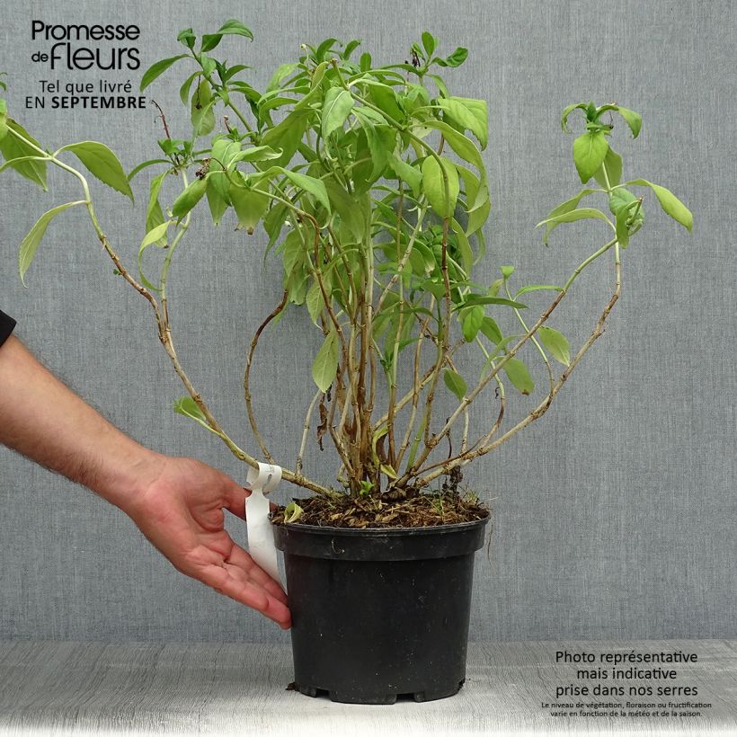 Dichroa versicolor Round Blue 3L/4L pot sample as delivered in autumn