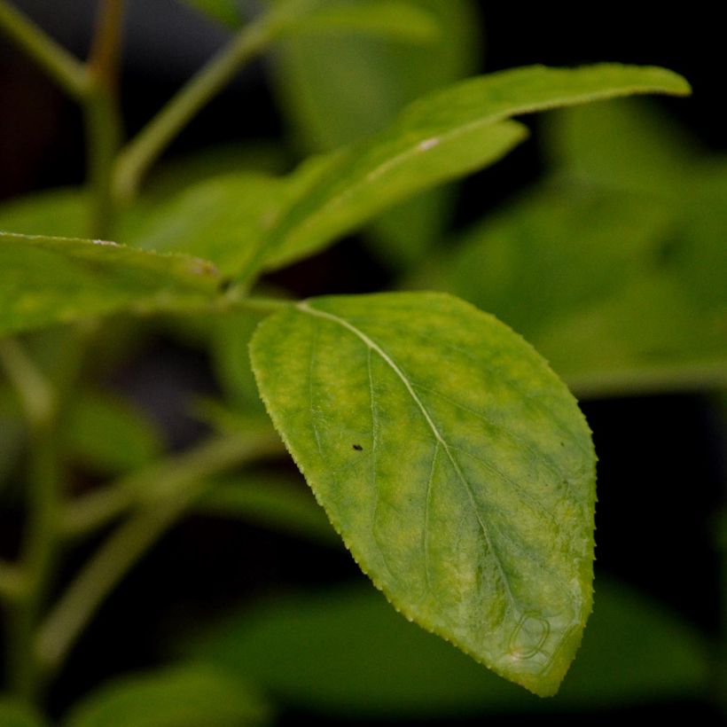 Dictamnus albus - Dittany (Foliage)