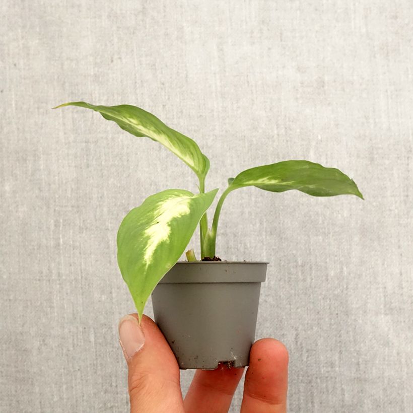 Dieffenbachia seguine Camilla - Dumb cane Mini-plante sample as delivered in spring