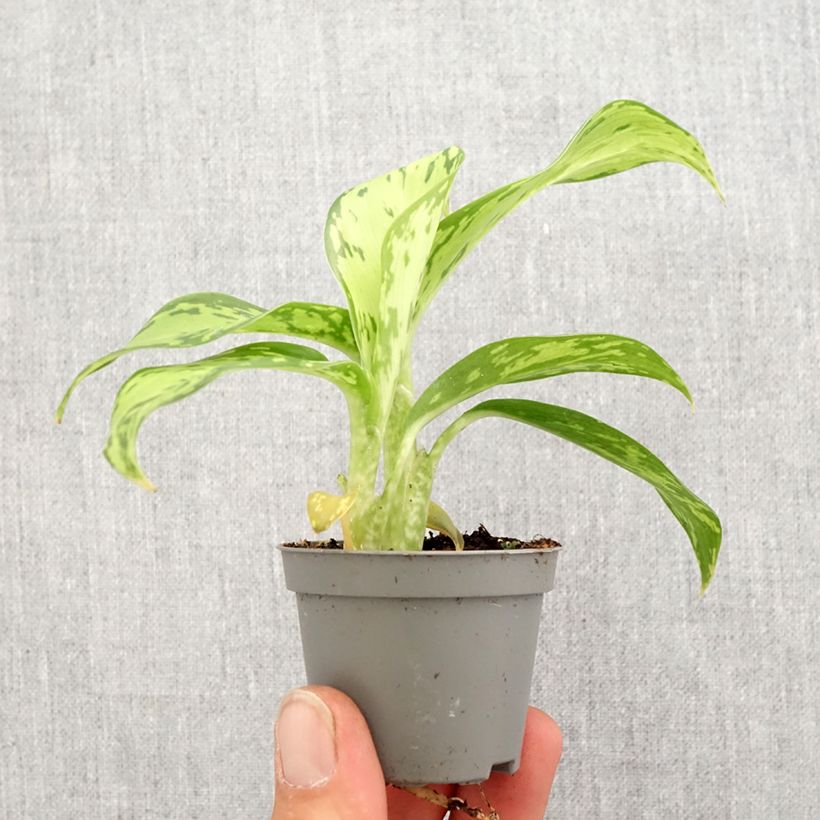 Dieffenbachia seguine Crocodile - Dumb cane Mini-plante sample as delivered in spring