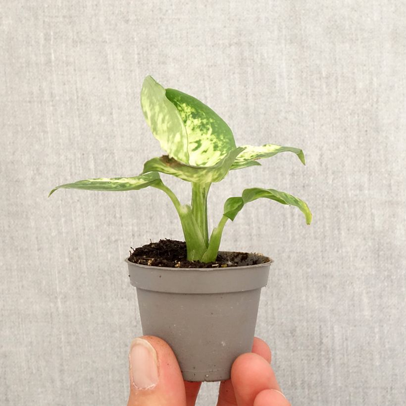 Dieffenbachia maculata Amy - Dumb cane Mini-plante sample as delivered in spring