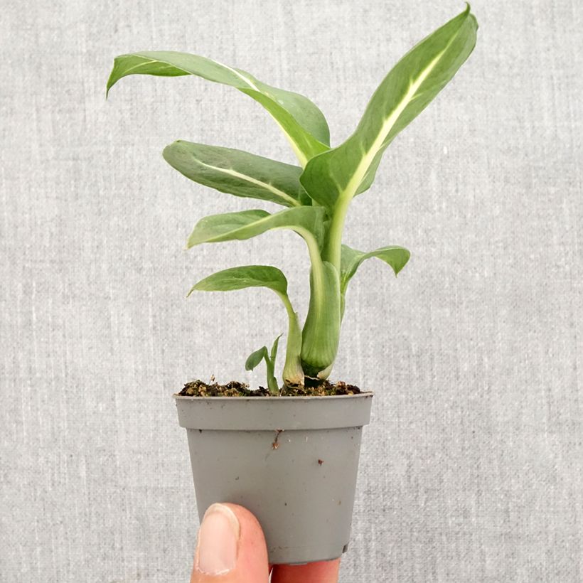 Dieffenbachia Sterling - Dumb cane Mini-plante sample as delivered in spring