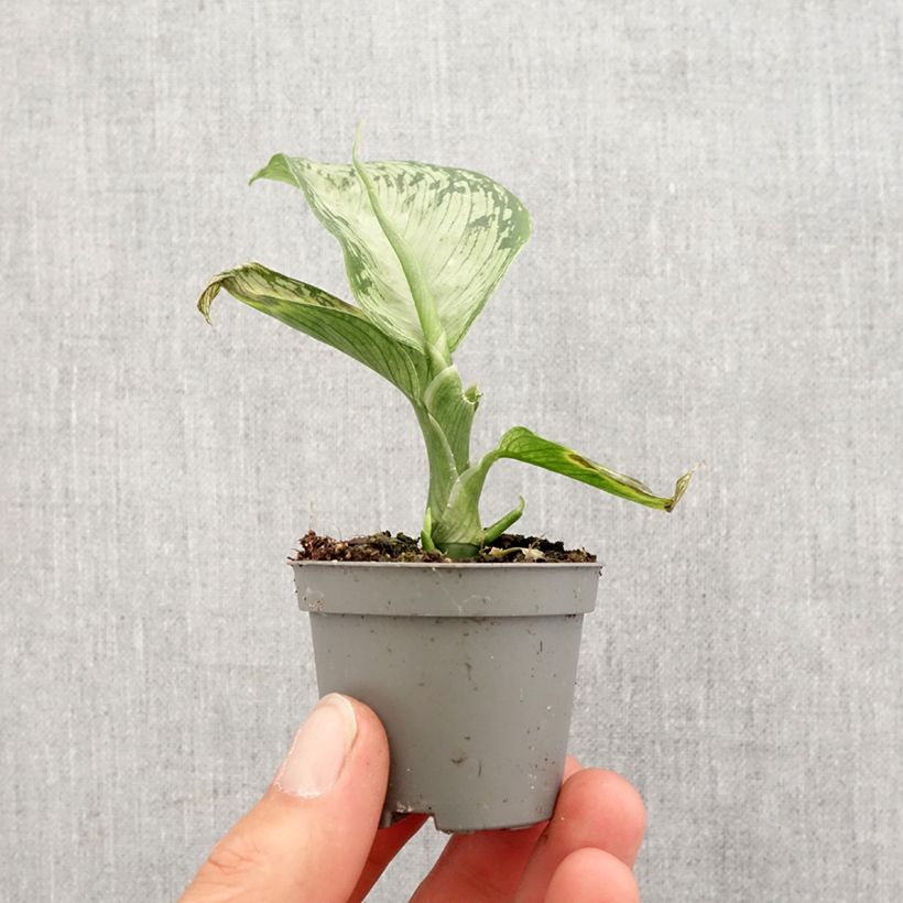Dieffenbachia seguine Tropic Snow - Dumb canes Mini-plante sample as delivered in spring