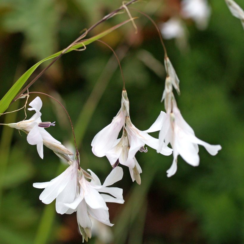 Dierama Guinevere (Flowering)