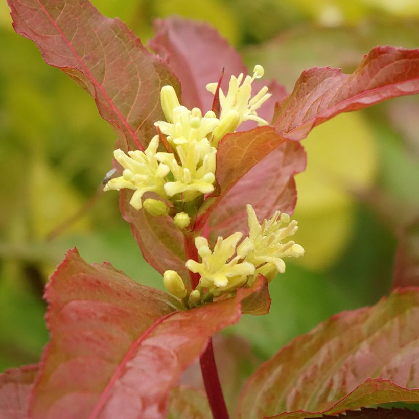 Diervilla splendens Kodiak Orange (Flowering)