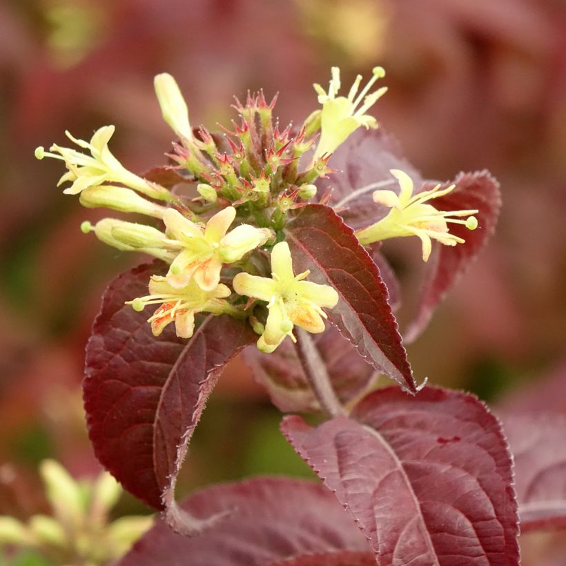 Diervilla rivularis Troja Black (Flowering)