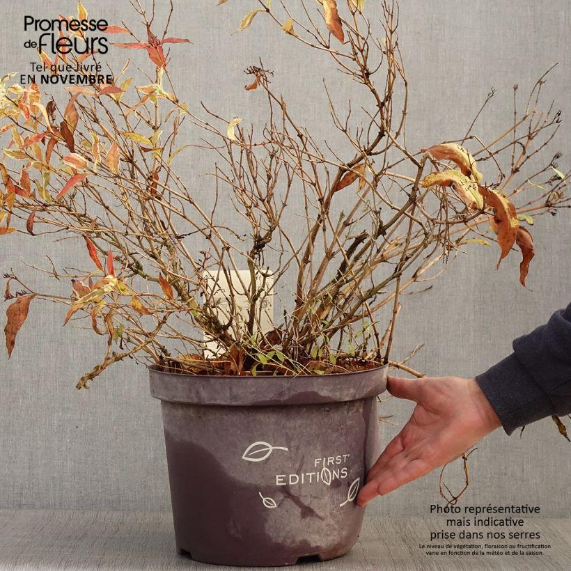 Diervilla sessilifolia Cool Splash en pot de 7,5L/10L sample as delivered in autumn