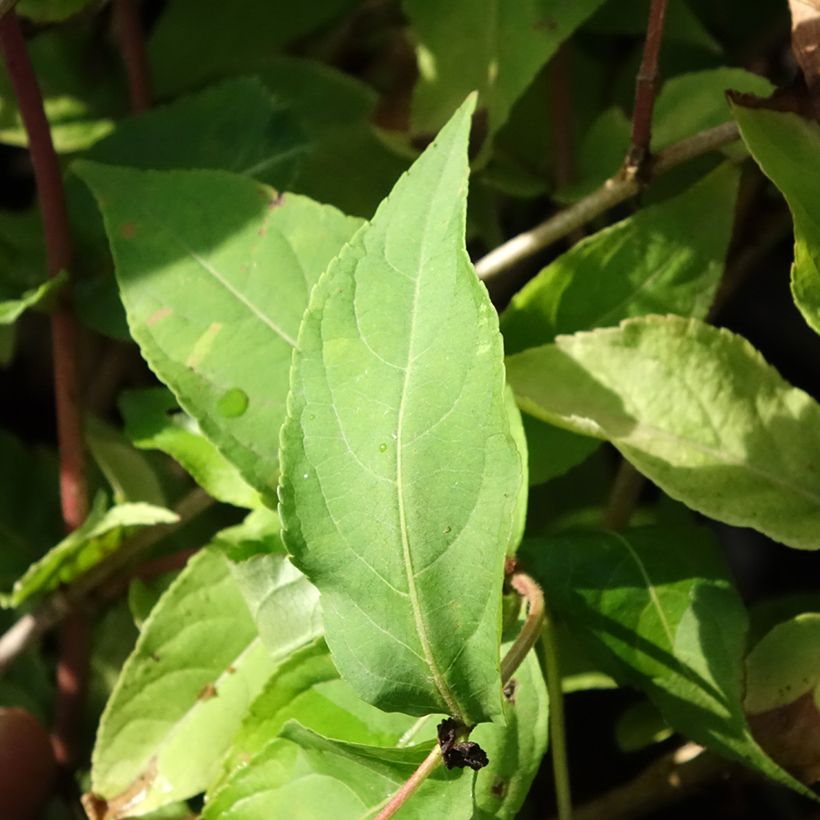 Diervilla splendens Honey Surprise (Foliage)