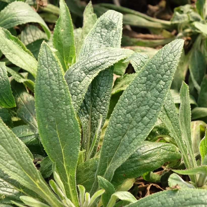 Digitalis valinii Illumination Raspberry - Foxglove (Foliage)