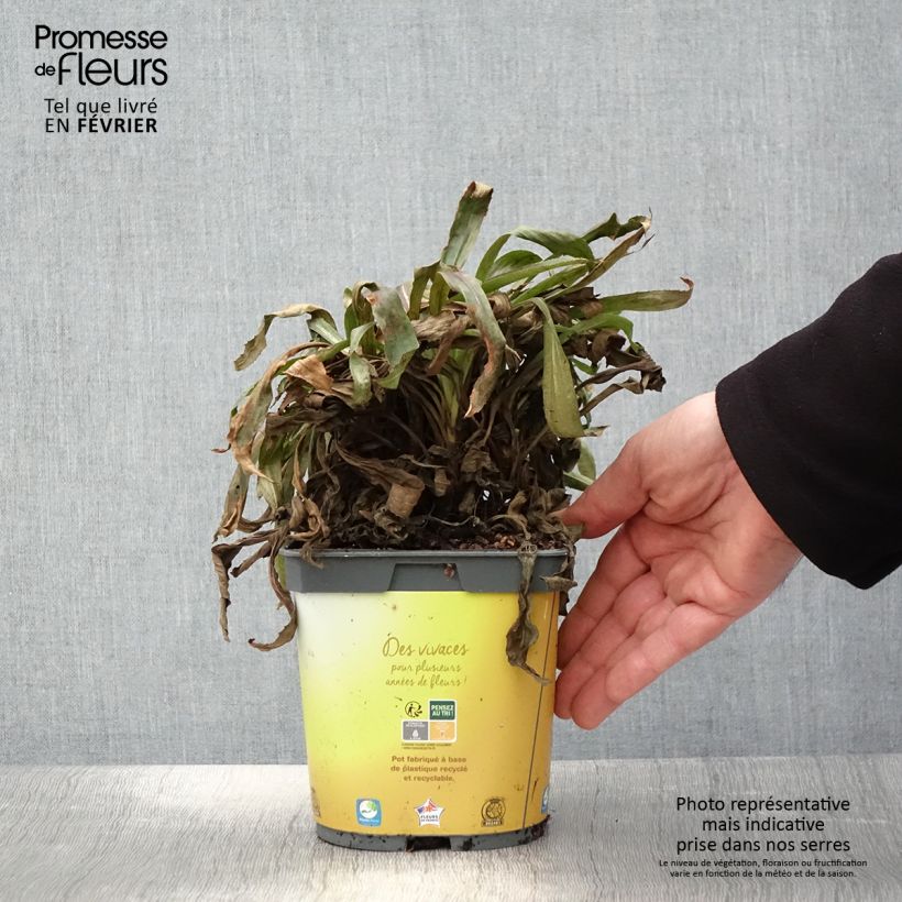 Digitale - Digitalis hybride Goldcrest Pot de 1.5L/2L sample as delivered in winter