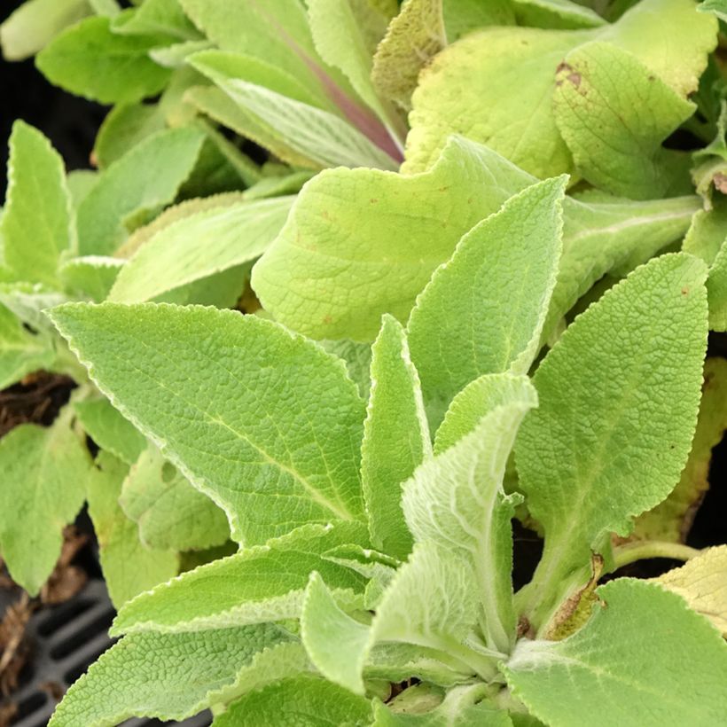 Digitalis purpurea Monstrosa - Foxglove (Foliage)