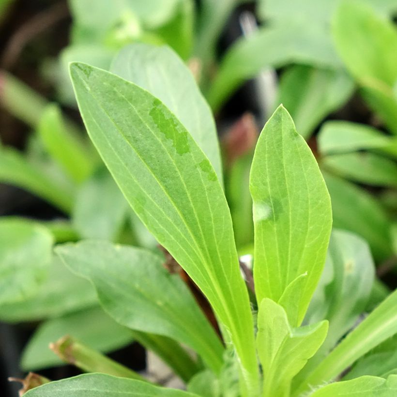 Digitalis lanata Café Crème - Foxglove (Foliage)