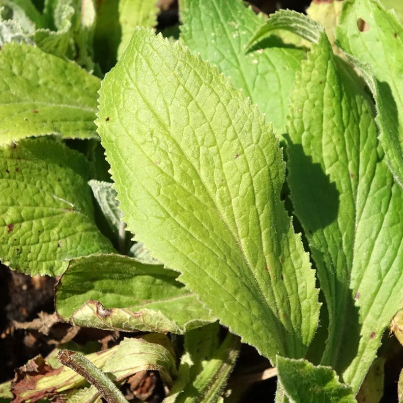 Digitalis mertonensis Summer King - Foxglove (Foliage)
