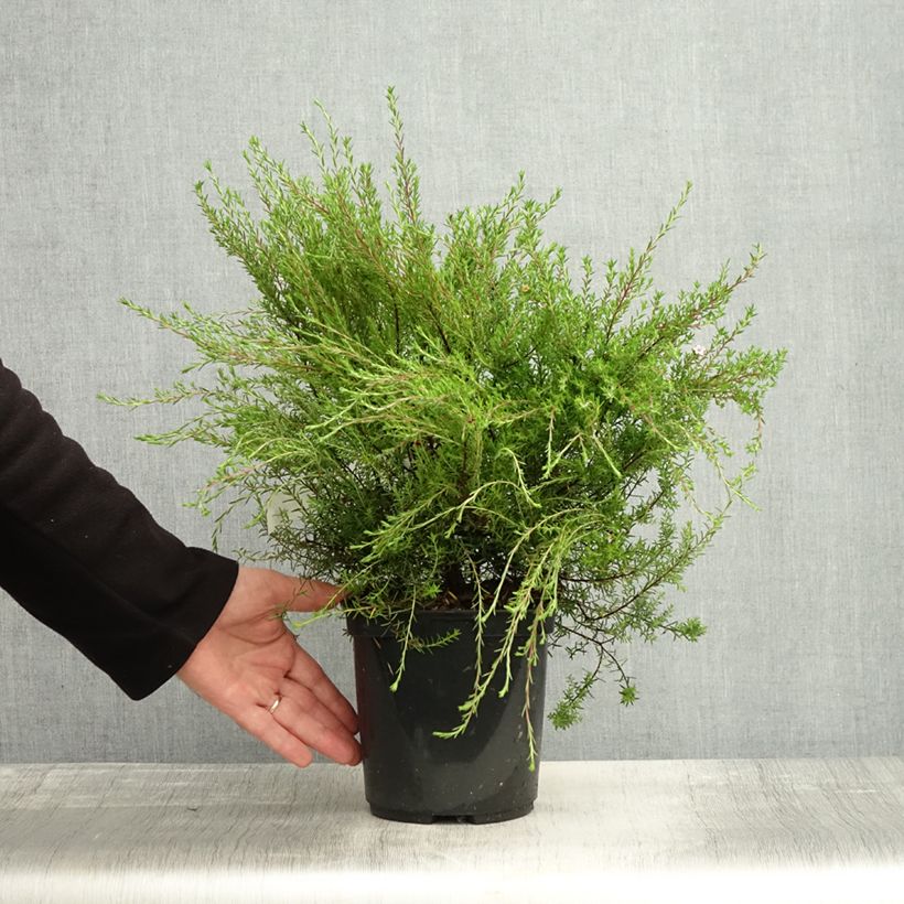 Diosma hirsuta Pink Diamond 2L/3L pot sample as delivered in autumn
