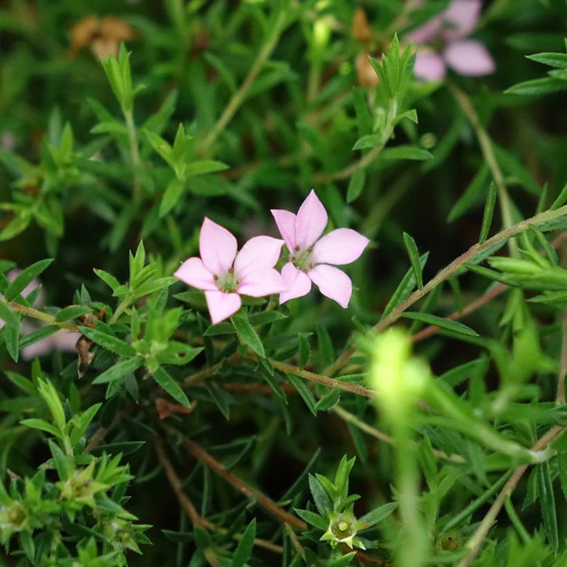 Diosma hirsuta Pink Diamond (Flowering)