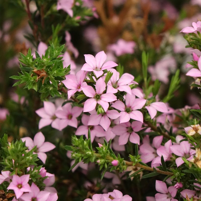 Diosma hirsuta Pink Diamond (Flowering)