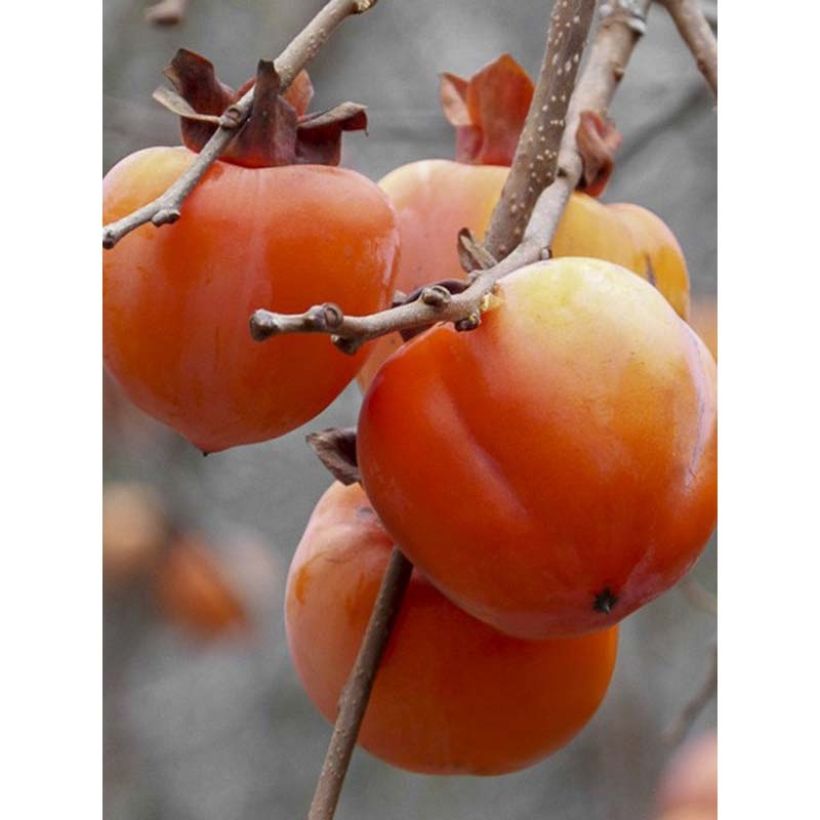 Diospyros kaki Rojo Brillante - Persimmon (Harvest)
