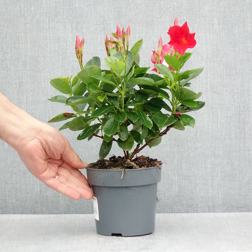 Dipladenia x hybrida Bella Compact Red 10cm/11cm pot sample as delivered in spring