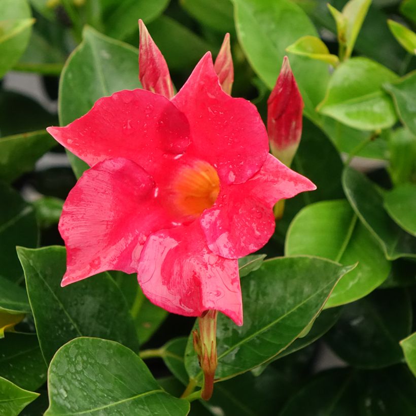 Dipladenia x hybrida Bella Compact Red (Flowering)