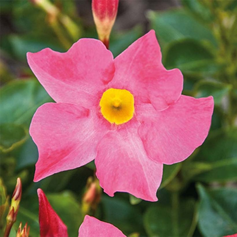 Dipladenia x hybrida Bella Pink (Flowering)