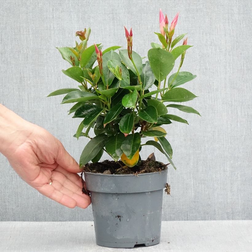 Dipladenia x hybrida Bella Pink Star 10cm/11cm pot sample as delivered in spring