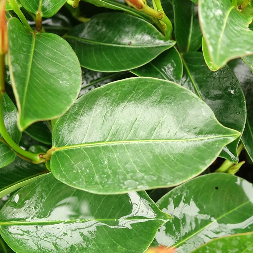 Dipladenia x hybrida Bella Pink Star (Foliage)