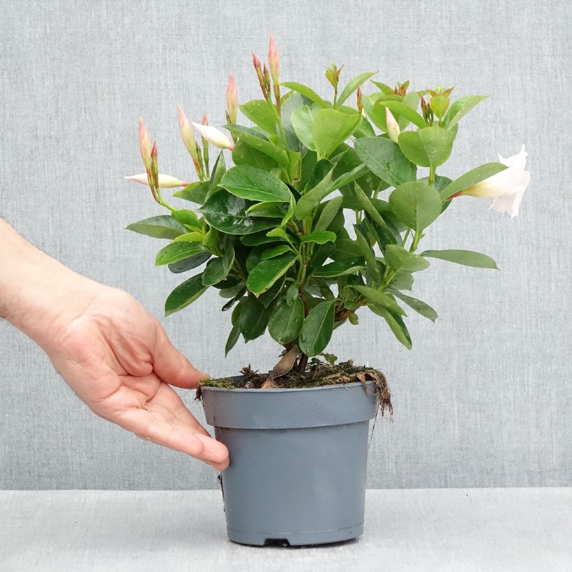 Dipladenia x sanderi Bella White 10cm/11cm pot sample as delivered in spring