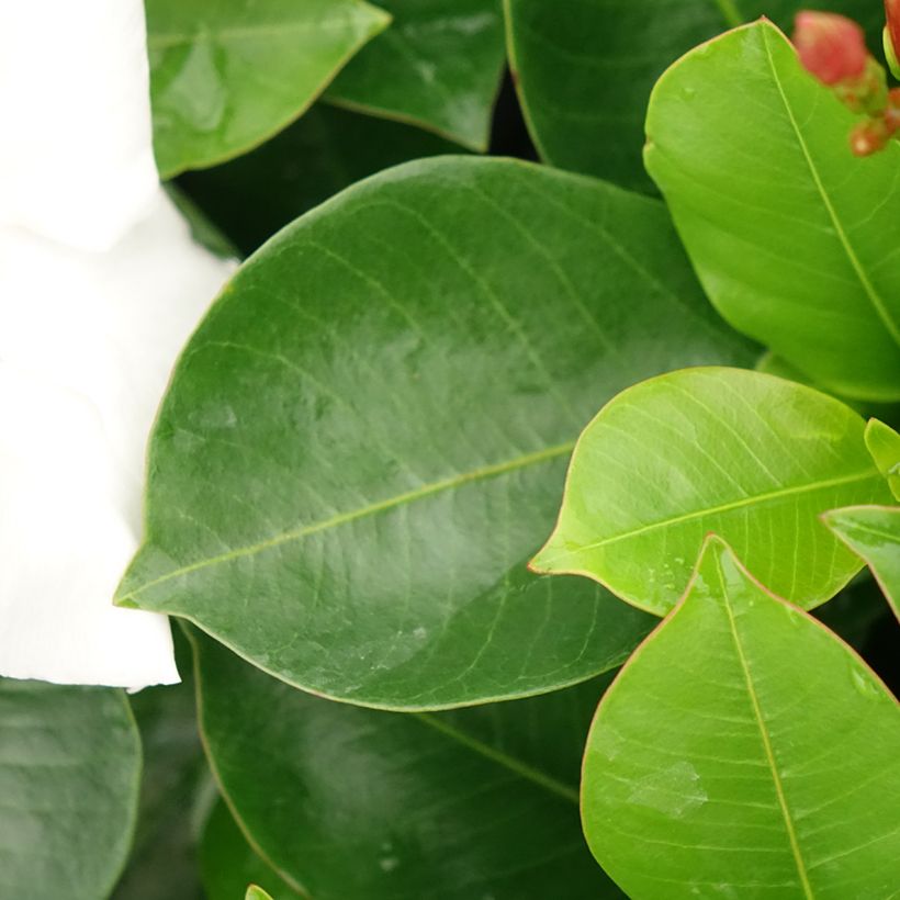 Dipladenia x sanderi Bella White (Foliage)