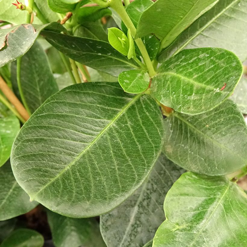 Mandevilla Diamantina Agate Mini Strawberry Red (Foliage)