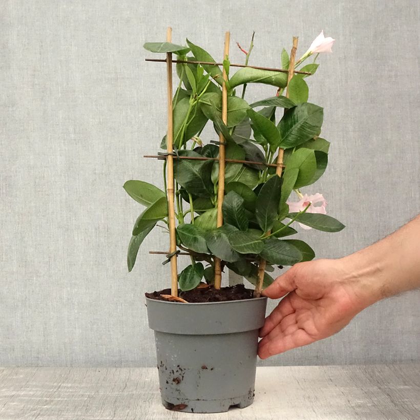 Dipladenia diamantina Agate mini Strawberry red - Mandevilla - Pot de 1,5L/2L sample as delivered in summer