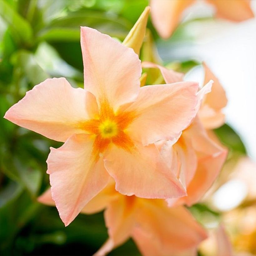 Mandevilla x sanderi Diamantina Emerald Amber Star (Flowering)