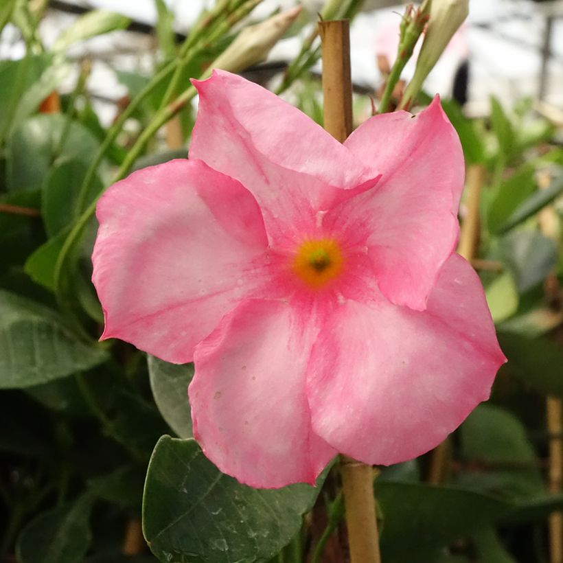 Dipladenia x sanderi Diamantina Jade Rose - Rocktrumpet (Flowering)