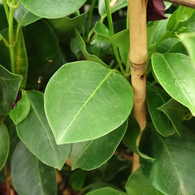 Mandevilla sanderi Diamantina Jade XXL Red (Foliage)