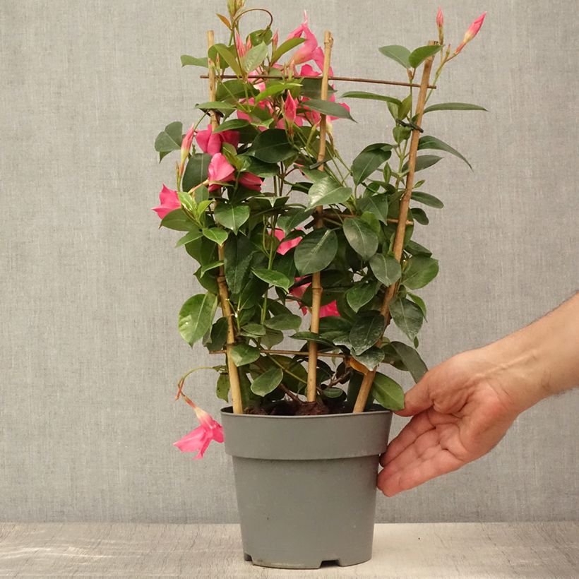 Dipladenia Diamantina Opale Fuchsia Flammé  Pot de 2L/3L sample as delivered in summer