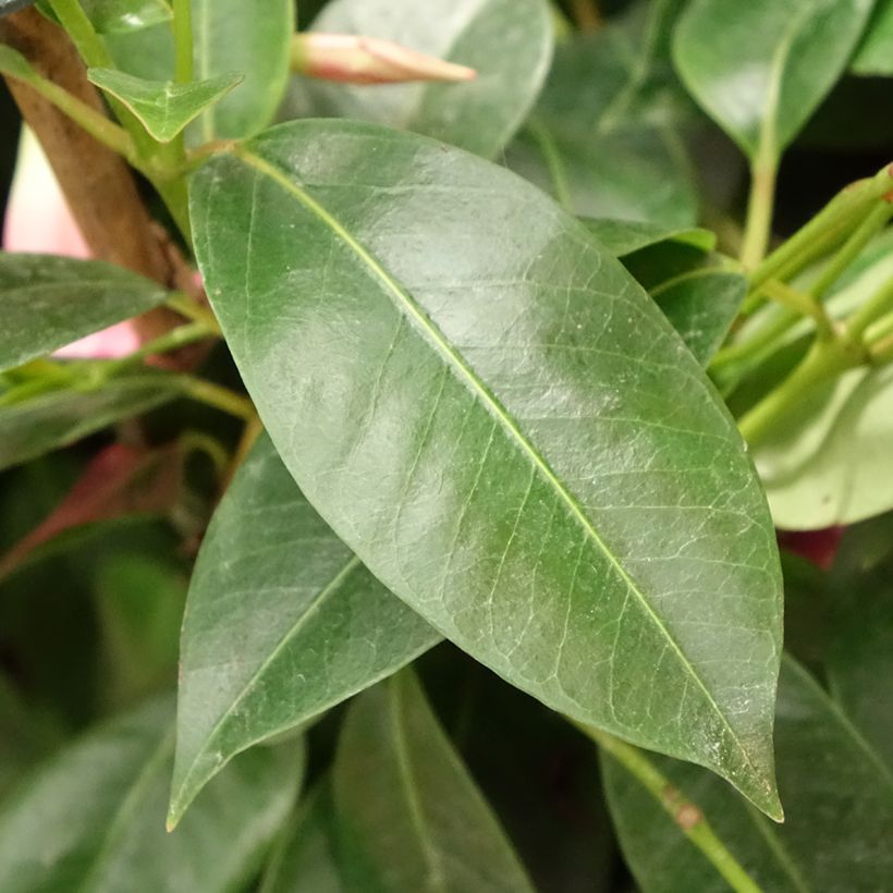 Dipladenia x sanderi Diamantina Opale Fuchsia Flammé - Rocktrumpet (Foliage)